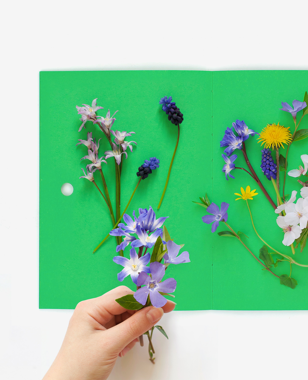 Fresh flowers placed on Fanette Mellier's Herbier book